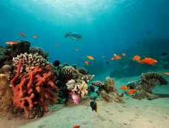 Bannière Bâche XXL Récif Corallien Avec Poissons Exotiques 2,5 X 3,3 M-DecoWoerner Online