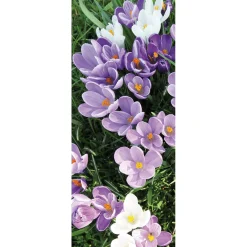 Bannière En Tissu Ignifugé Crocus Blancs Et s En Tissu Pour Drapeau 75 X 180 Cm-DecoWoerner