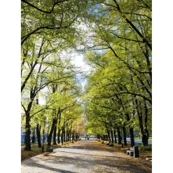 Bannière En Tissu XL "Allée Dans Le Parc" En Tissu Drapeau Ignifugé 150 X 200 Cm-DecoWoerner Hot