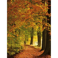 Bannière En Tissu XL "Forêt D'automne" En Tissu De Drapeau Difficilement Inflammable 150 X 200 Cm-DecoWoerner Hot