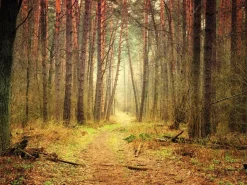 Bannière XXL "Chemin Forestier Automnal" En Bâche De Camion Ignifuge 250 X 330 Cm-DecoWoerner Outlet
