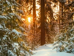 Bannière XXL "Lever De Soleil Dans La Forêt Hivernale" En Bâche De Camion Difficilement Inflammable 250 X 330 Cm-DecoWoerner Outlet