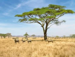 Bâche XXL "African Savannah" Super Grand Format Bâche Camion Ignifugée 250 X 330 Cm-DecoWoerner Online