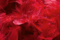 Boa De Plumes, , 180 Cm-DecoWoerner New