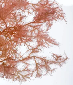 Branche Déco Fleur De au, 90 Cm-DecoWoerner Online