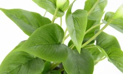 Calla Plante Artificielle he 40 Cm En Pot-DecoWoerner Discount