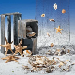 Coquilles Saint-Jacques Déco, Ø 10 Cm-DecoWoerner Best