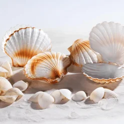 Coquilles Saint-Jacques Déco, Ø 10 Cm-DecoWoerner Best