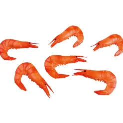 Crevettes Factices, Paquet De 6 Pièces-DecoWoerner Hot