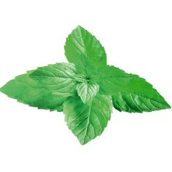 Décor à Suspendre "Menthe" 42 X 55 Cm-DecoWoerner New