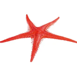 Etoile De Mer Factice, 2 Pces-DecoWoerner Clearance