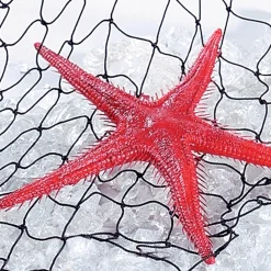 Etoile De Mer Factice, 2 Pces-DecoWoerner Clearance