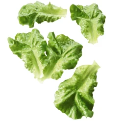 Feuilles De Salade Aliment Factice, 5 Pces-DecoWoerner Clearance