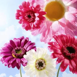 Fleur De Gerbera Géante , 45 Cm Ø-DecoWoerner Best
