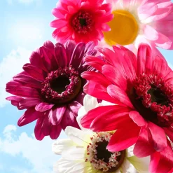 Fleur De Gerbera Géante , 45 Cm Ø-DecoWoerner Best