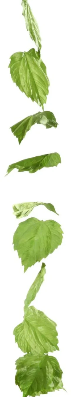 Guirlande Artificielle De Feuilles De Bouleau 160 Cm-DecoWoerner Best