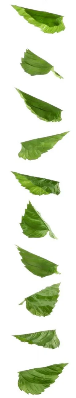 Guirlande Artificielle De Feuilles De Bouleau 160 Cm-DecoWoerner Best