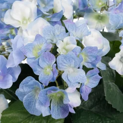 Hortensias Artificiels Dans Un Panier 44 Cm-DecoWoerner New