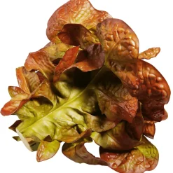 Laitue Feuille De Chêne Aliment Factice, Ø 23 Cm-DecoWoerner New