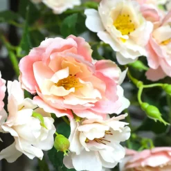 Le Rosier Artificiel Blanc/rosé, 210 Cm-DecoWoerner Discount