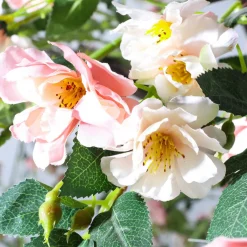 Le Rosier Artificiel Blanc/rosé, 210 Cm-DecoWoerner Discount