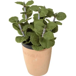 Menthe Déco Dans Un Pot D’argile 20 Cm-DecoWoerner Online