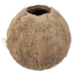 Noix De Coco 12 Cm Ø Remplissable-DecoWoerner New