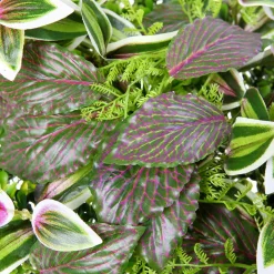 Panneau En Buisson De Fittonia Artificiel 25 X 25 Cm-DecoWoerner Online