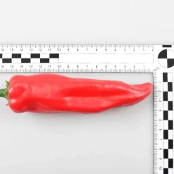 Piment Aliment Factice Piment , 3 Pces-DecoWoerner New