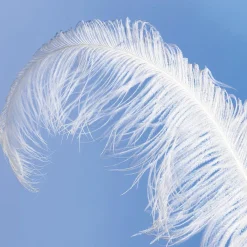 Plume D'autruche he-DecoWoerner New