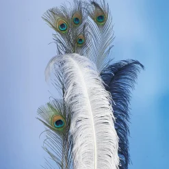 Plume D'autruche e-DecoWoerner Discount