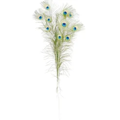 Plumes De Paon, 10 Pces-DecoWoerner New