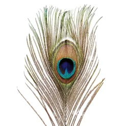 Plumes De Paon, 10 Pces-DecoWoerner New