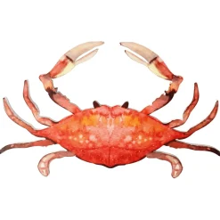 Présentoir De Crabes En Aquarelle 33 X 18 Cm-DecoWoerner Hot