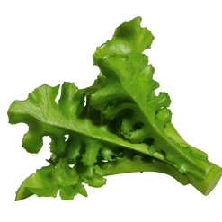 Ruccola Aliment Factice, Ø 16 Cm, 2 Pces-DecoWoerner Best