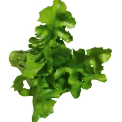 Ruccola Aliment Factice, Ø 16 Cm, 2 Pces-DecoWoerner Best