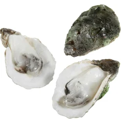 Set D'huîtres 3 Pcs. Aliments Factices-DecoWoerner Sale