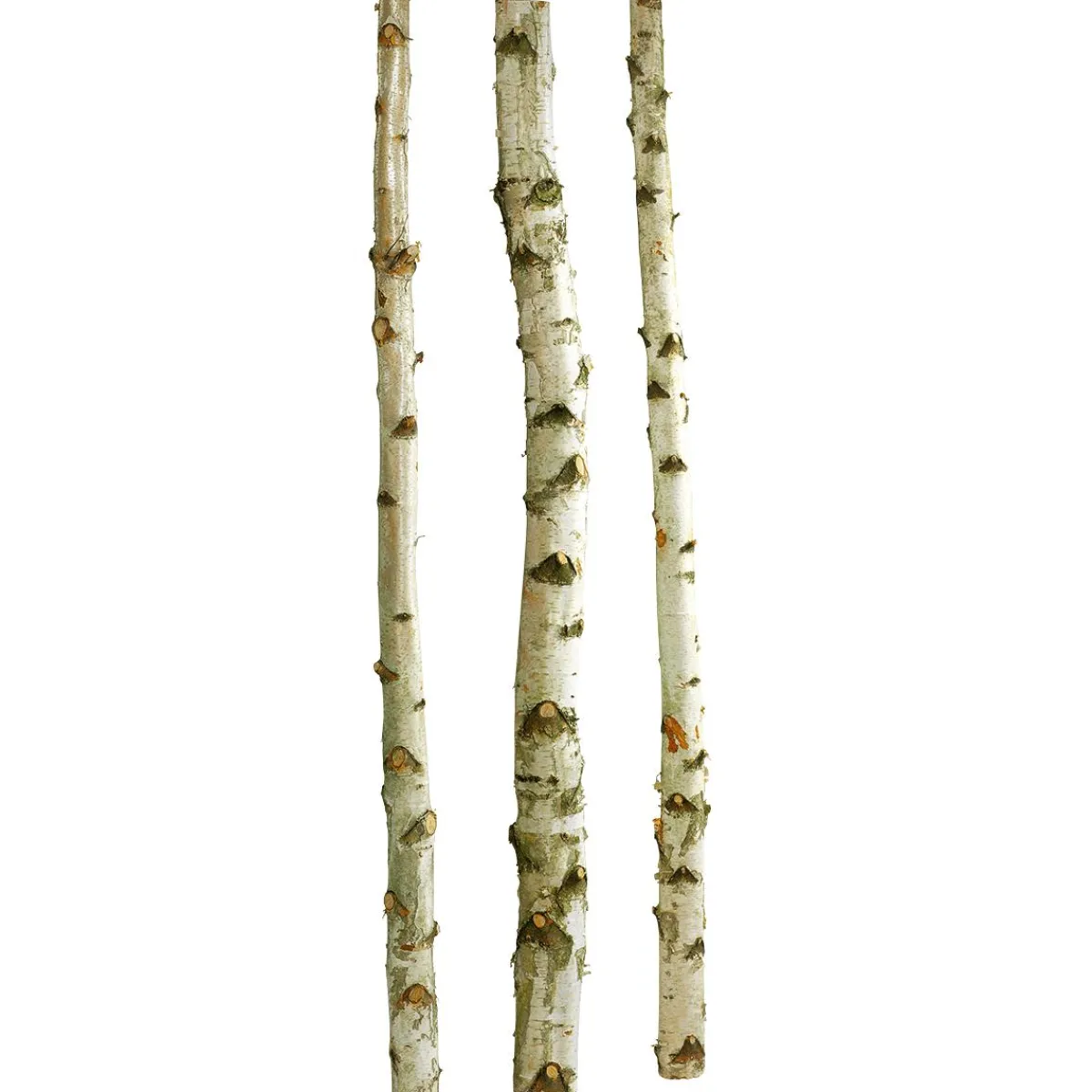 Troncs De Bouleau Déco 200 Cm, 3 Pces-DecoWoerner Hot
