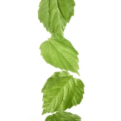 Vignette Feuilles De Bouleau 160 Cm-DecoWoerner