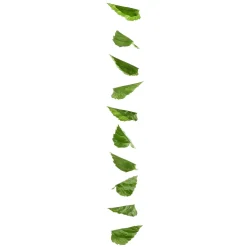 Vignette Feuilles De Bouleau 160 Cm-DecoWoerner