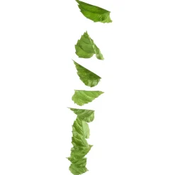 Vignette Feuilles De Bouleau 160 Cm-DecoWoerner